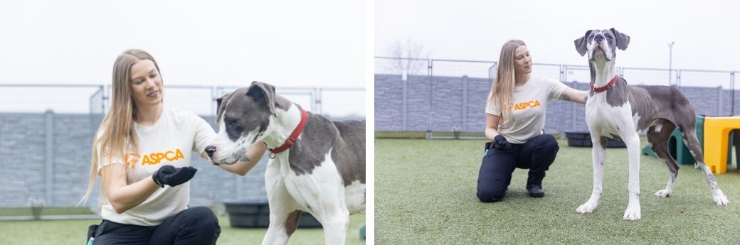 Great Dane outside with ASPCA employee