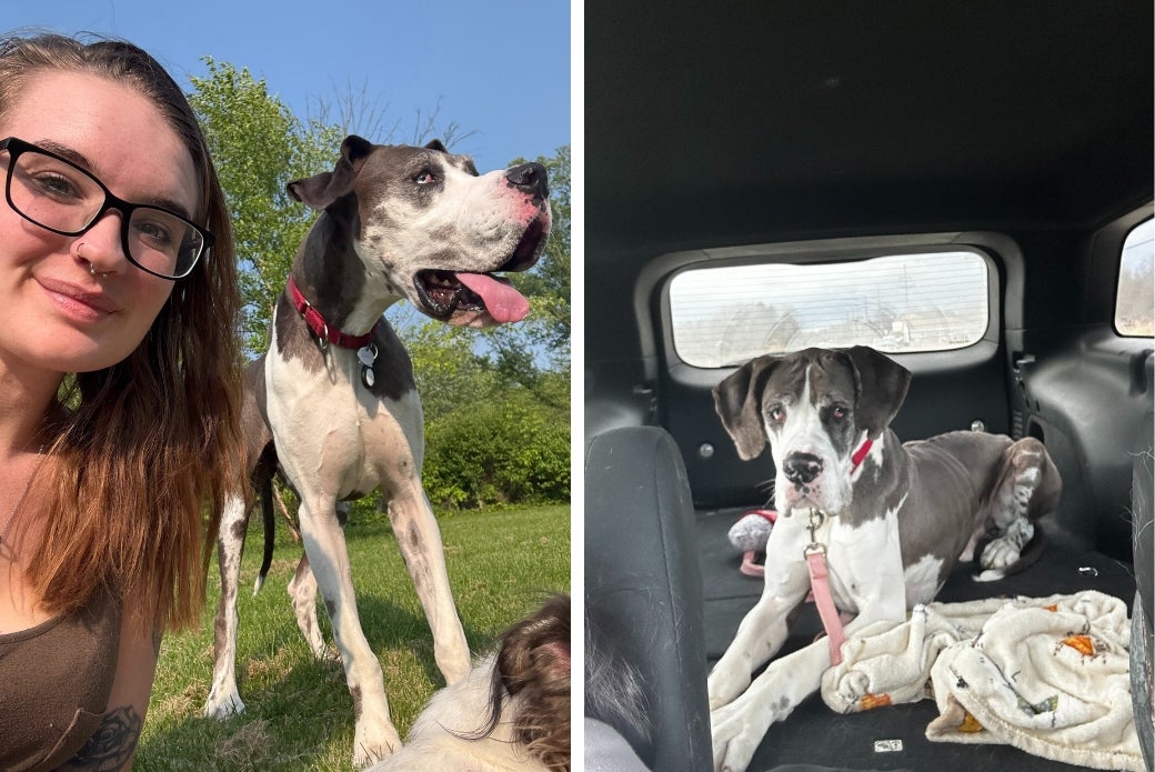 Great Dane with adopter and in the car