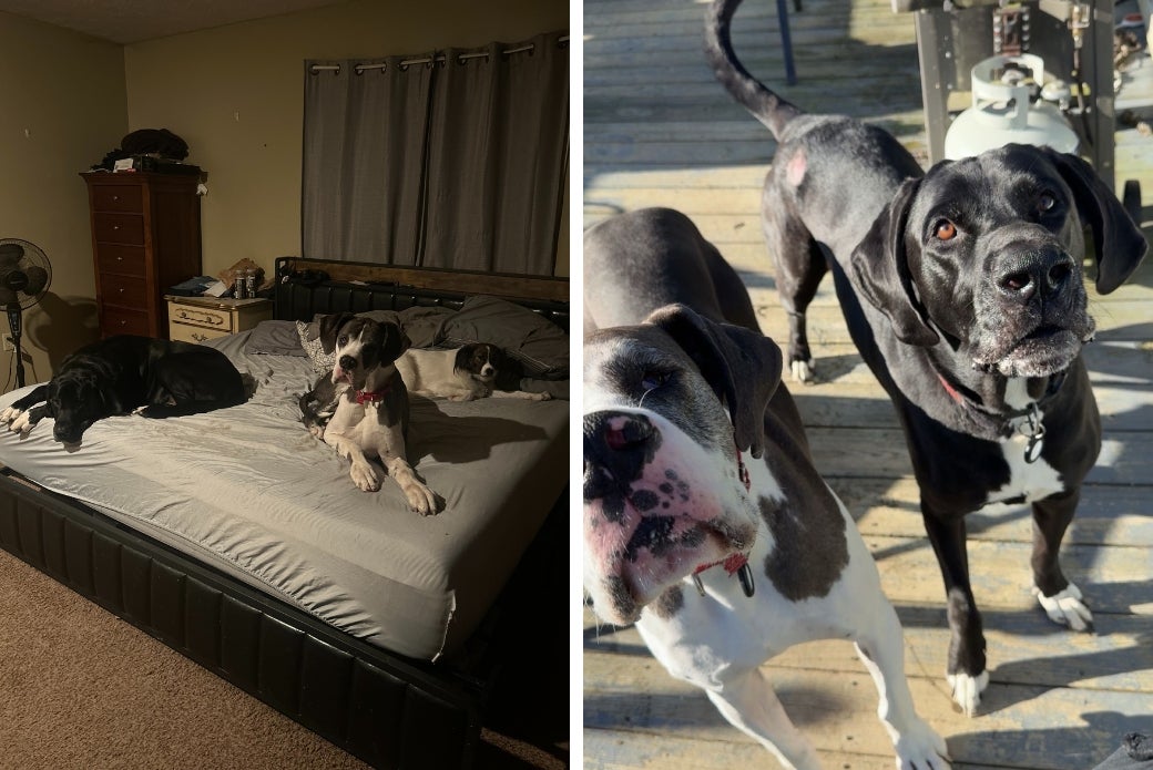 Great Dane with his new canine brothers