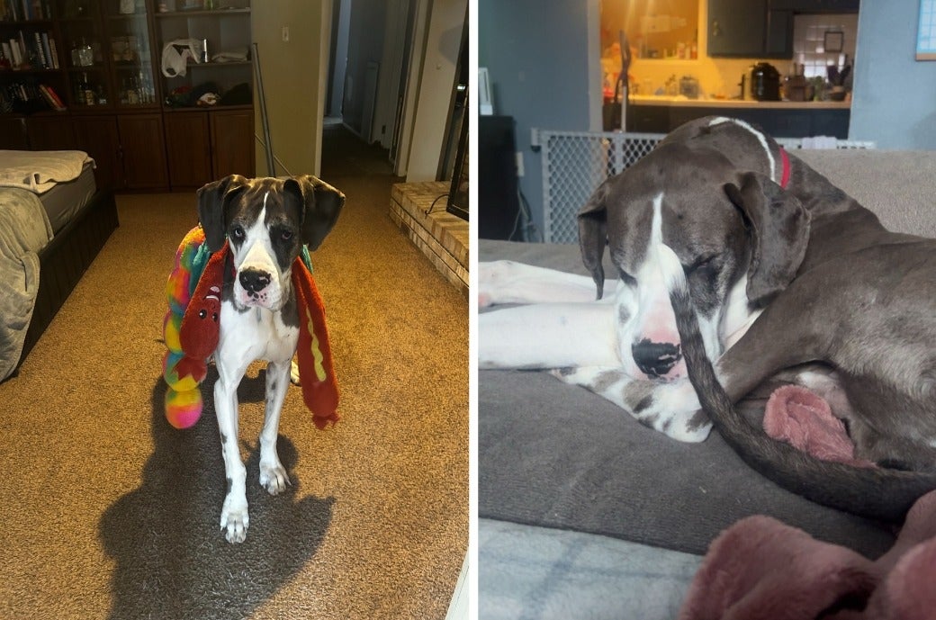 Great Dane wearing a blanket