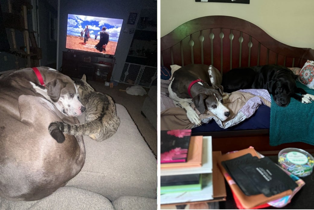 Great Dane napping with cat and dog siblings