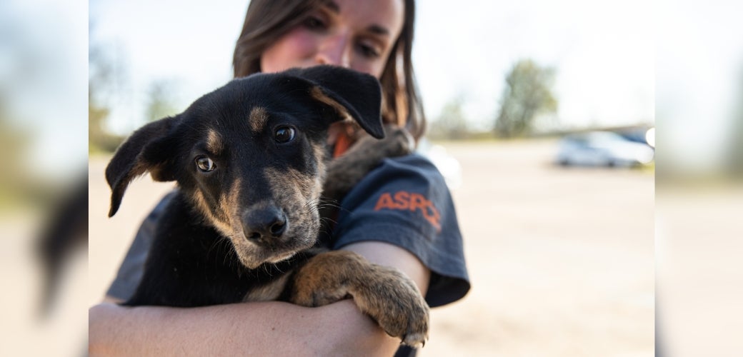 Dog being rescued by ASPCA employee during tornado