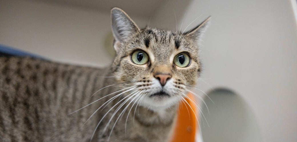 Cat staring at camera