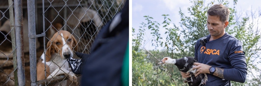 dog and bird being rescued 