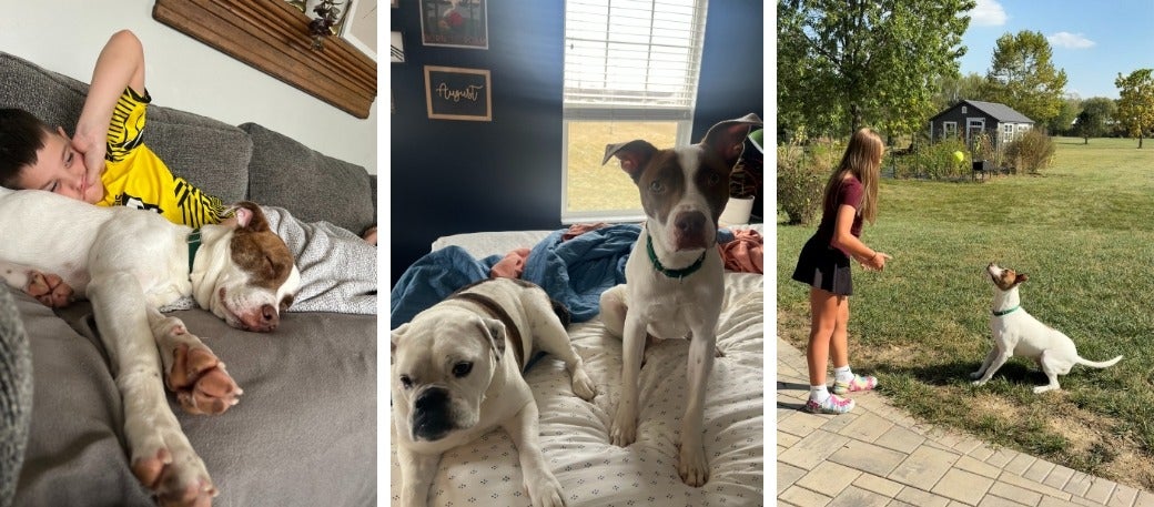 brown and white dog with family