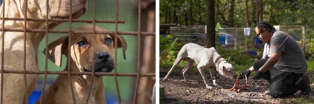 Dogs being rescued by the ASPCA