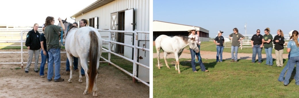 ASPCA staff teaching law enforcement to handle horses