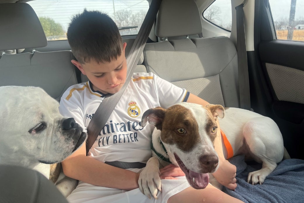 Son and his dogs in the car
