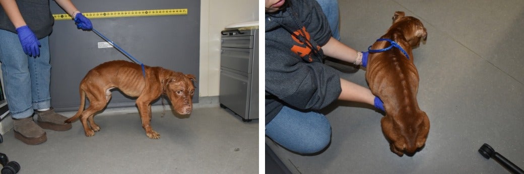 emaciated pit bull