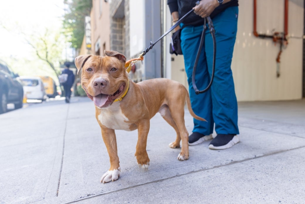 pit bull walking on a leash