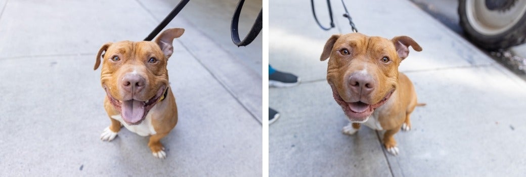pit bull smiling