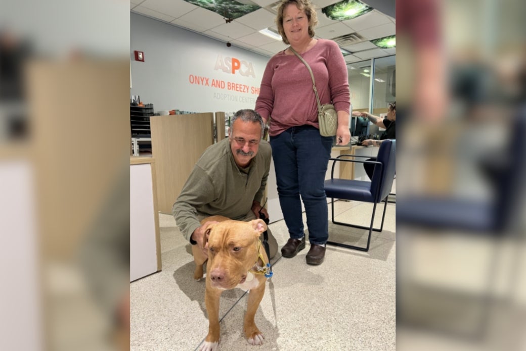 pit bull with new adopters