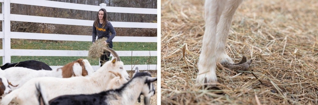 goat with overgrown hooves