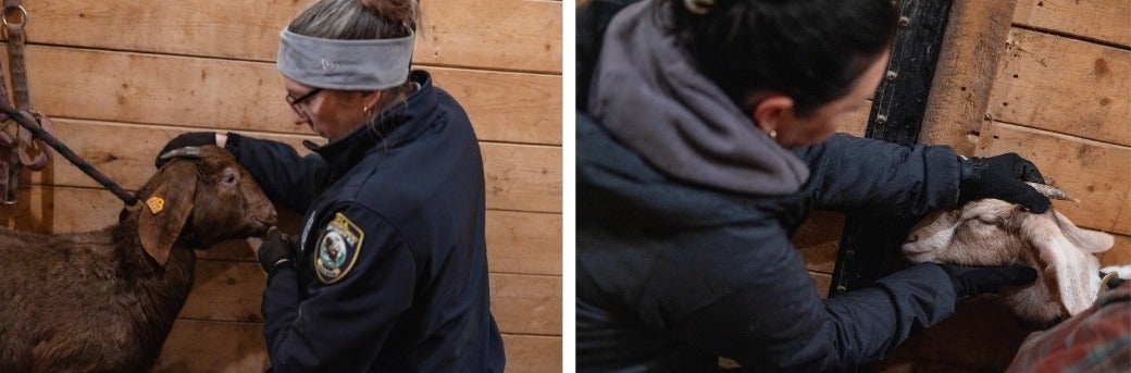 ASPCA Rescuers with goats