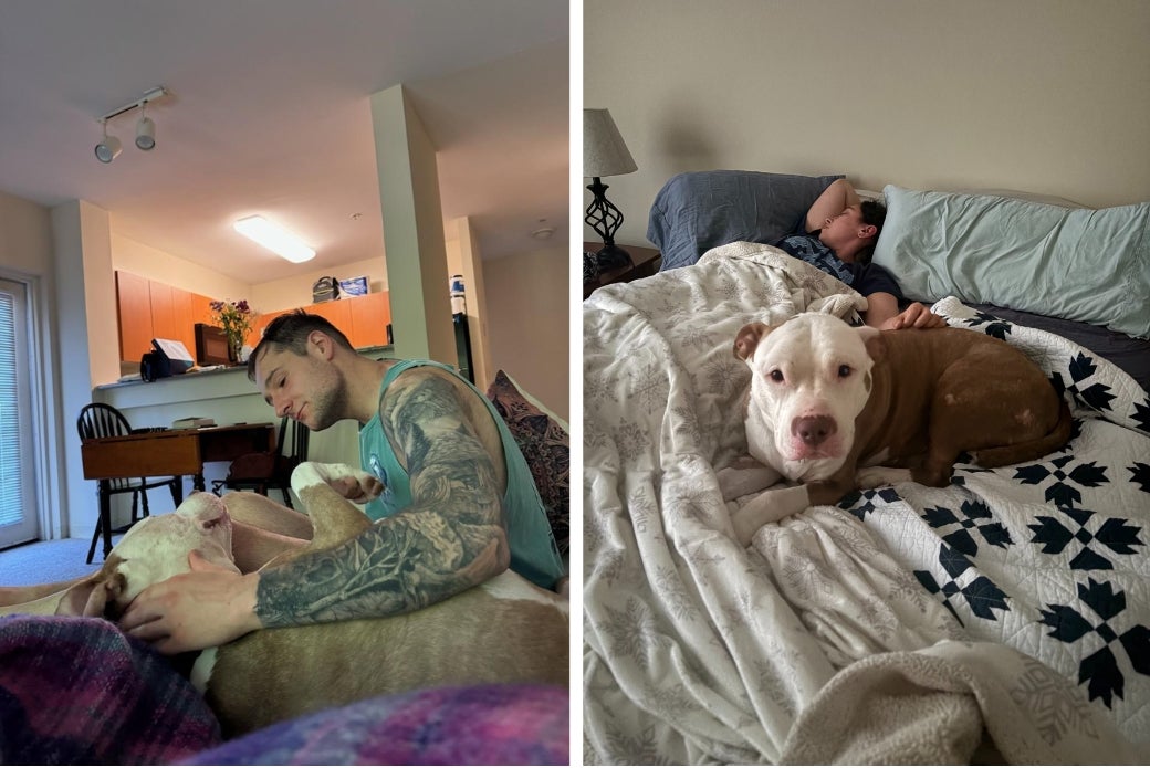 pit bull with new adopters