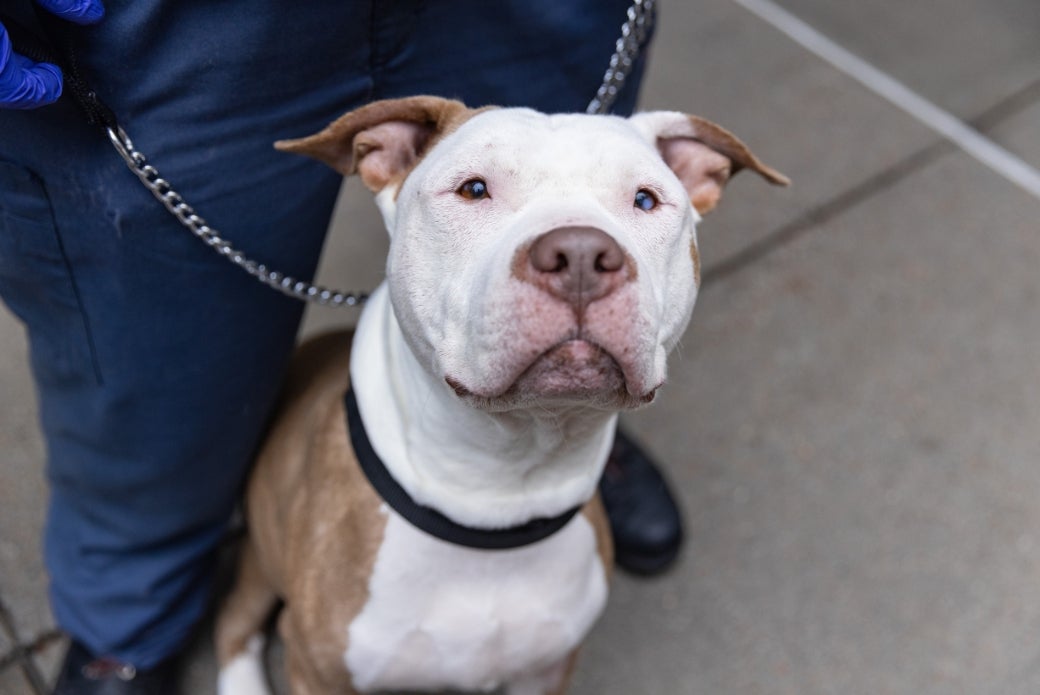 brown and white pit bull smiling