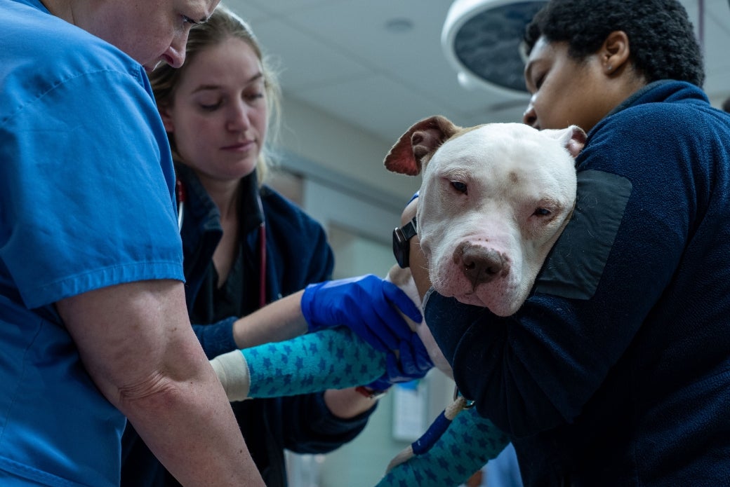 pit bull receiving medical care