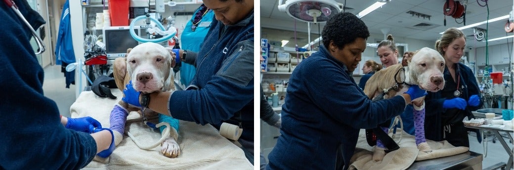 pit bull receiving medical care