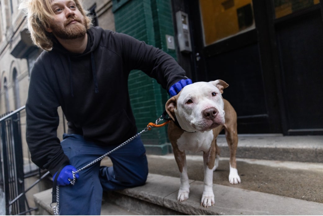 pit bull out for a walk