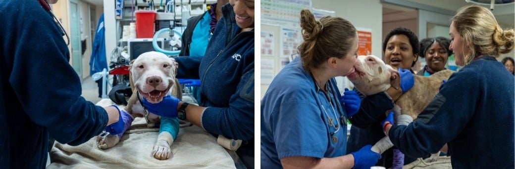 pit bull giving kisses while receiving medical care