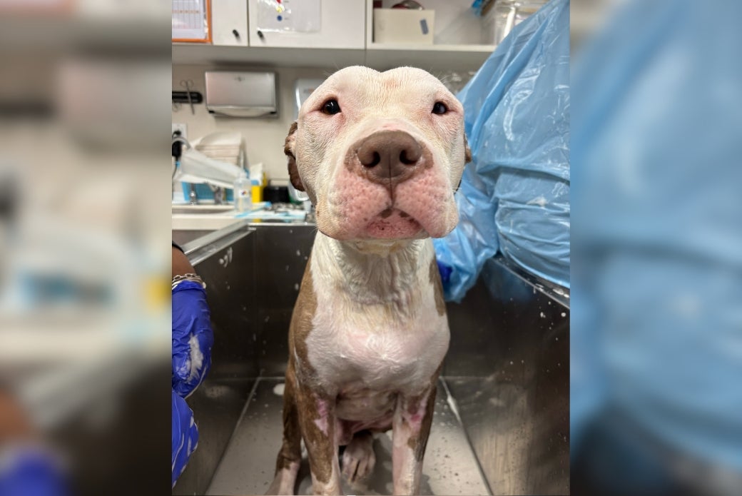 pit bull getting a bath