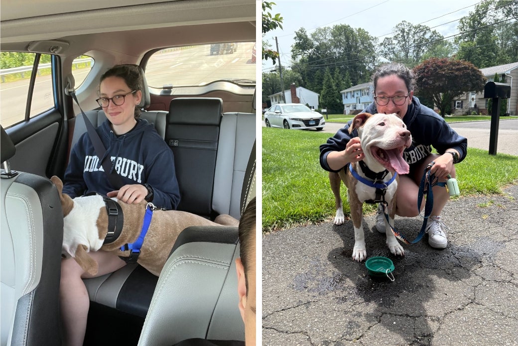 pit bull with new adopters