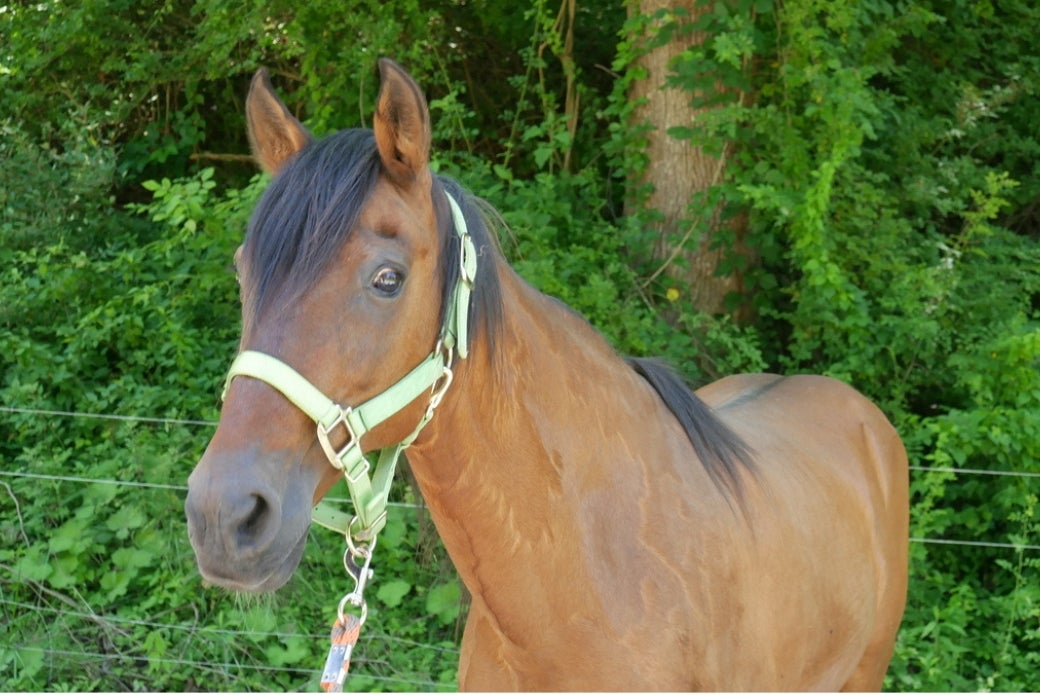 Senior Paso Fino Gelding