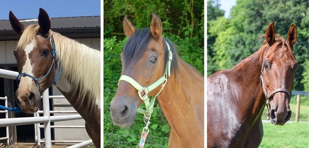 Adoptable horses