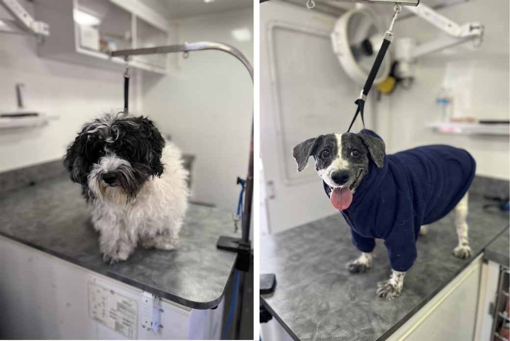 dog before and after being shaved