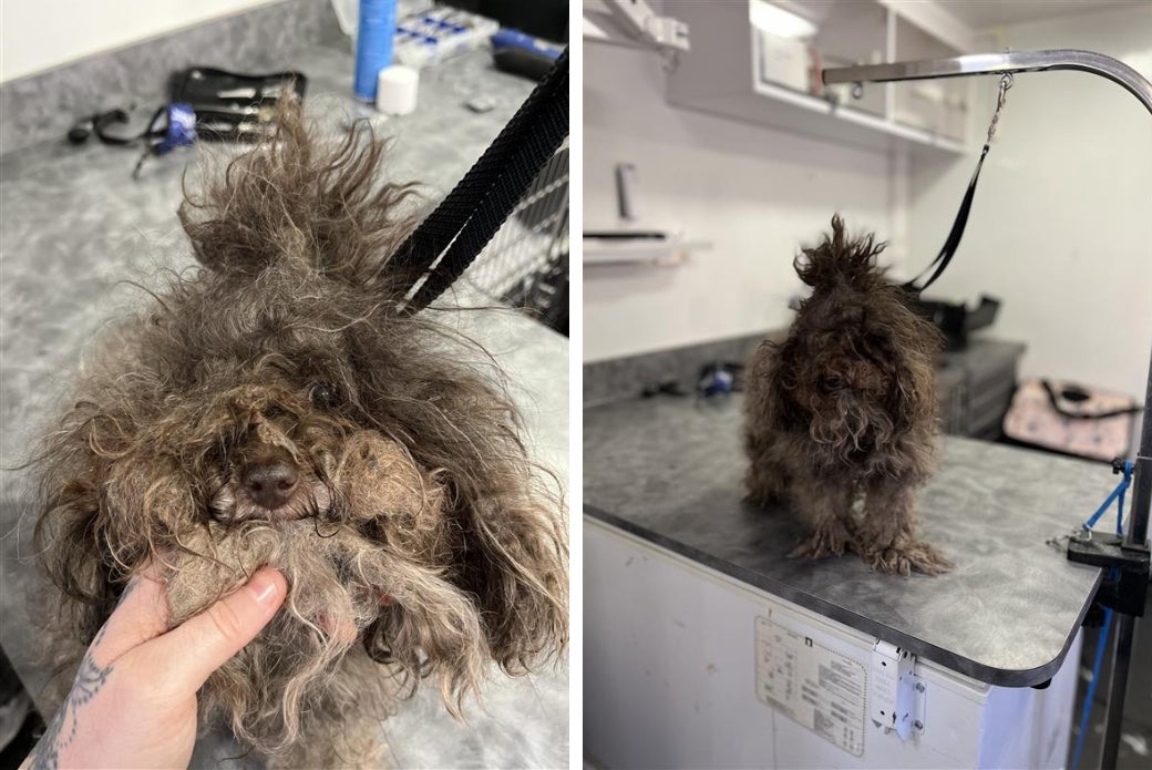 dog with matted fur