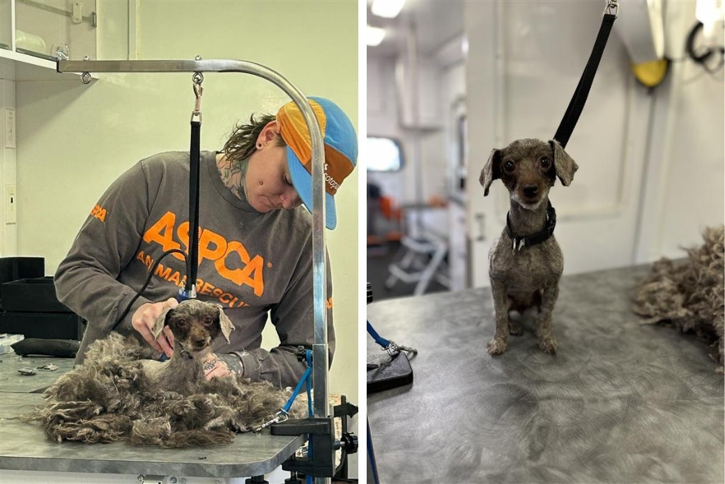 dog after matted fur removal