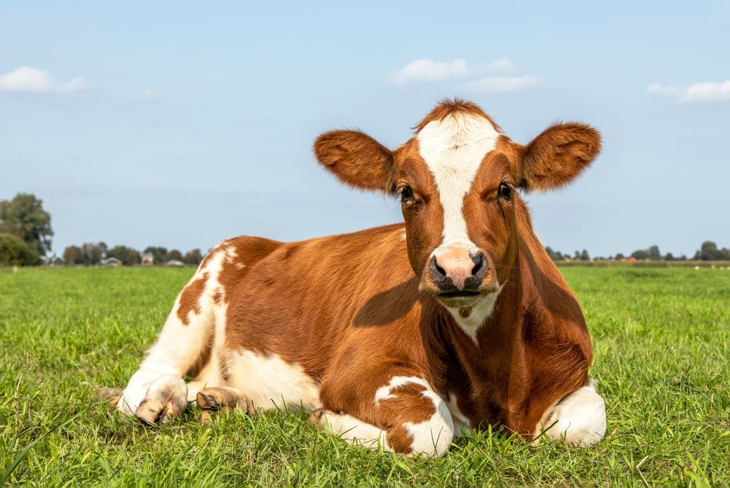 Cow laying in grass