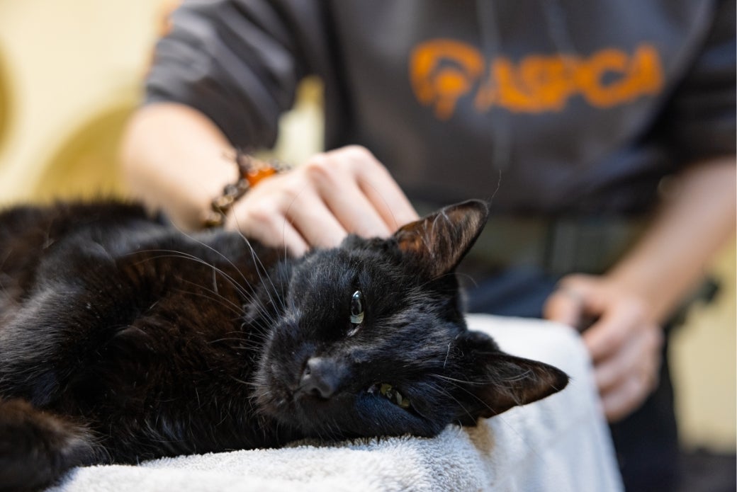 Black cat recovering after California wildfires