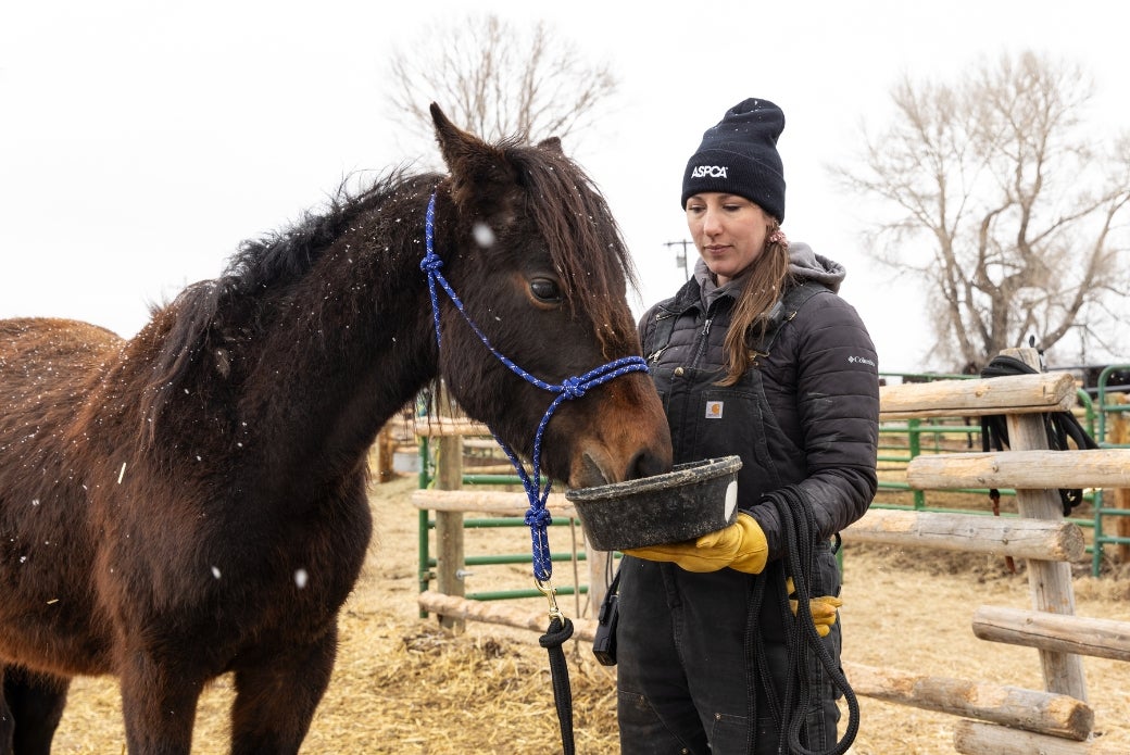 ASPCA rescuer giving horse water