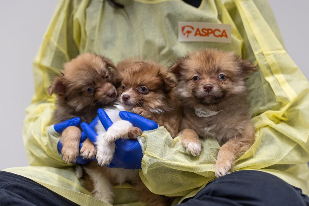 More than 20 Pomeranians, Including Puppies, Removed from Filthy ...