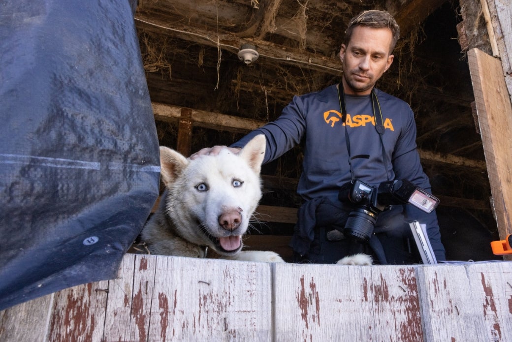 Aspca Rescue ASPCA Assists in the Removal of Nearly 60 Maltreated Huskies in ...
