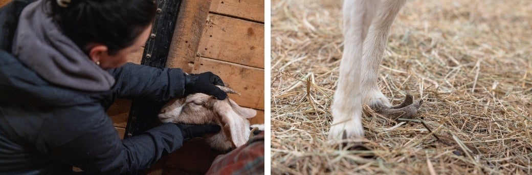 Making a Come-baa-ck: Rescued Erie County Goats Find Their Herd | ASPCA