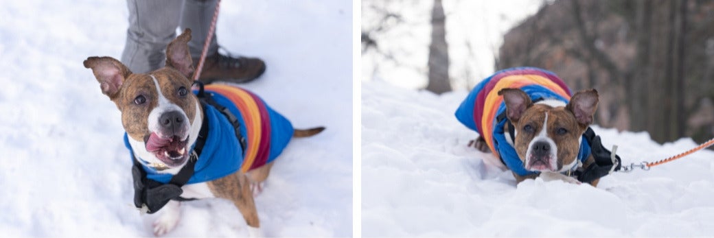 pit bull-mix in the snow