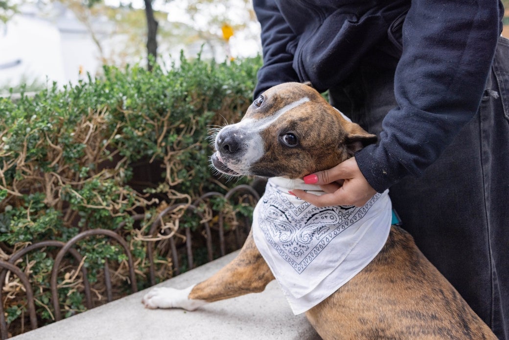 dog outside with a bandana 