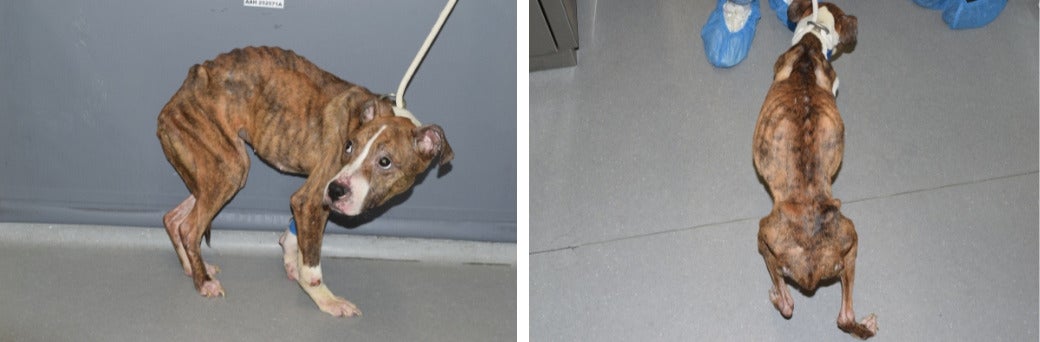 severely emaciated pit bull