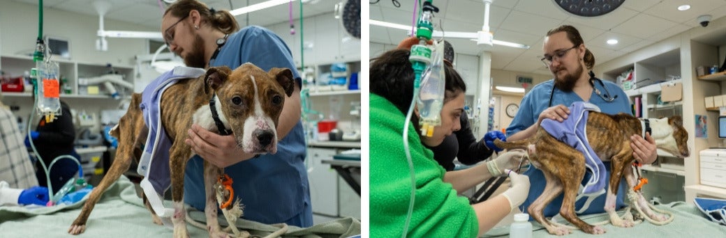 severely emaciated pit bull receiving care at ASPCA Animal Hospital