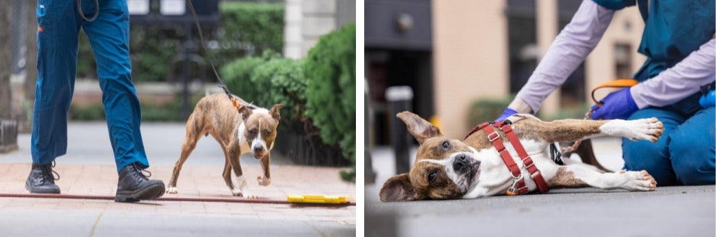dog outside with ASPCA staff member