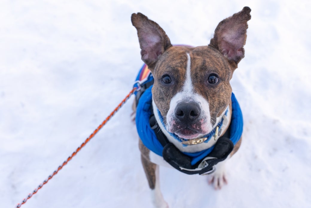 pit bull-mix in the snow