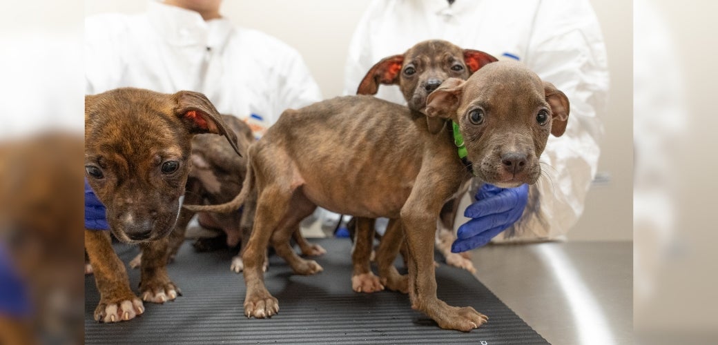 Nearly 70 Animals Assisted as ASPCA Responds to Multiple Cases in Tri ...