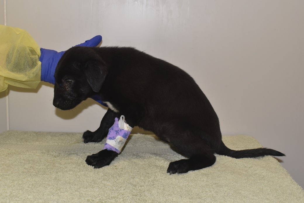 Ava during her initial intake exam at the ASPCA Animal Recovery Center
