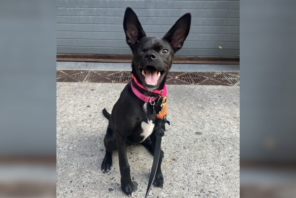 Ava with one eye, smiling with her ears up