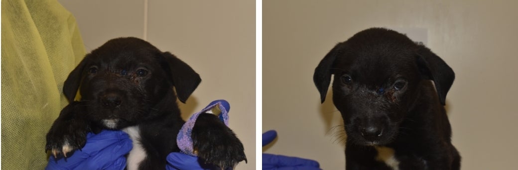 Ava with a broken face and wounds along her snout at the ASPCA Animal Recovery Center