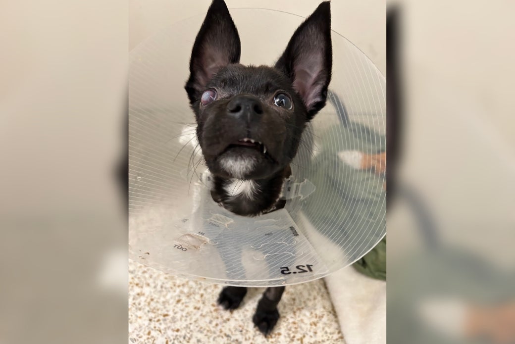 Ava wearing a cone as her ulcerated eye causes extreme pain