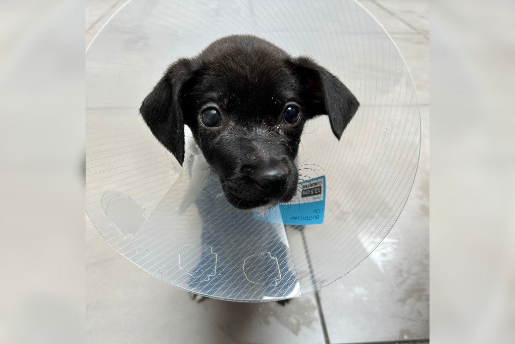 Tiny Ava wearing a cone outside of the ASPCA Animal Recovery Center 