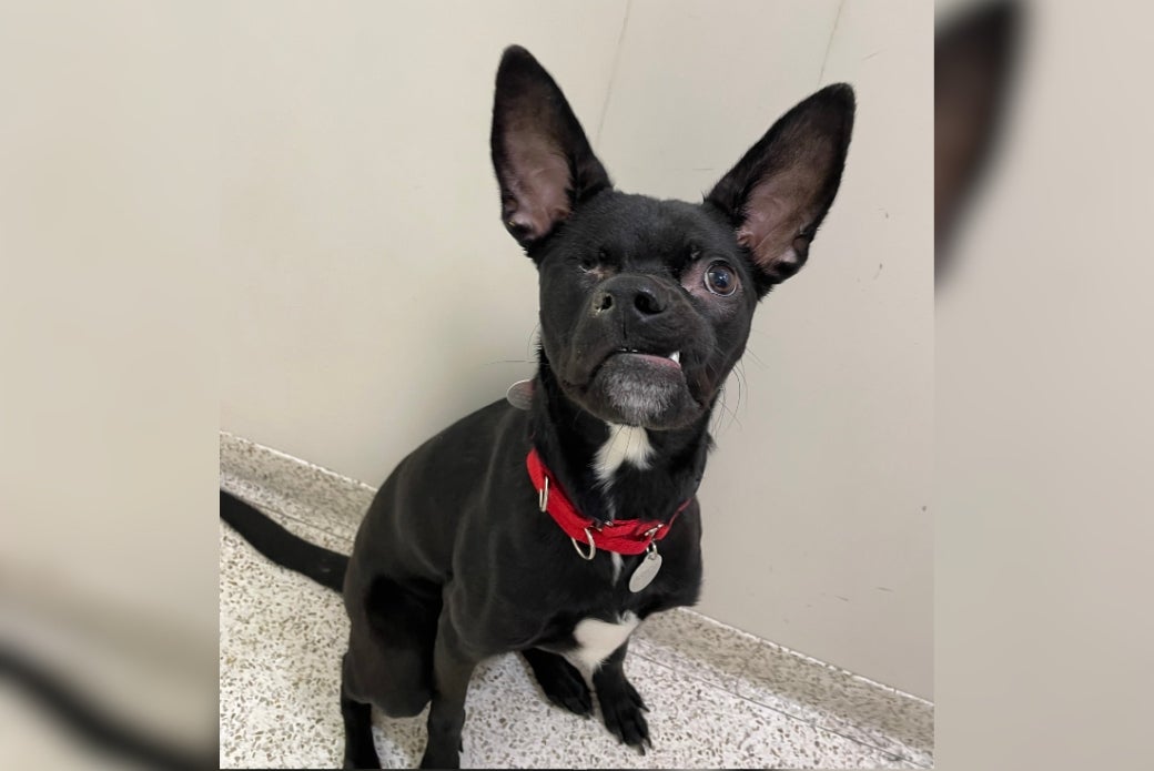 Ava in her kennel at the ASPCA Animal Recovery Center following the removal of her right eye